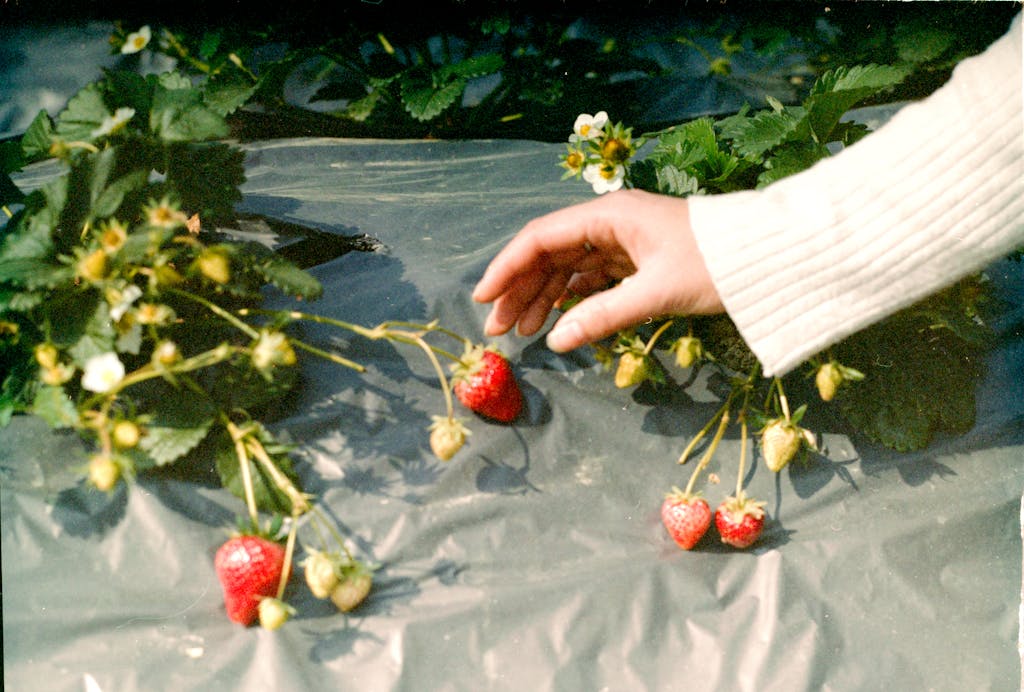 Photo of a Hand Reaching for a Fresh Strawberry from a Plant