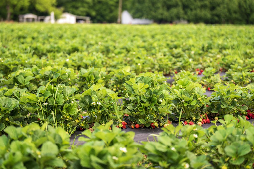 Photo of a Strawberry Farm