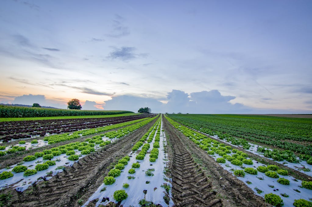 Lettuce Field Near Cornfield