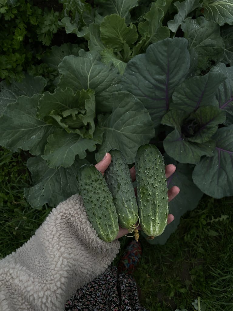 A Person Holding Freshly Harvested Cucumbers