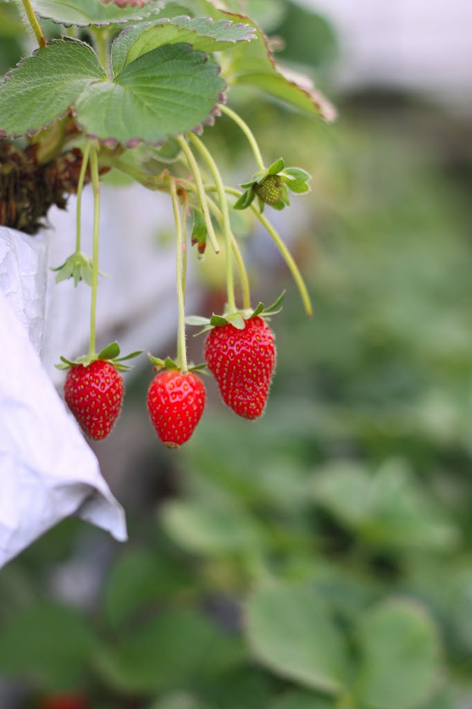 Strawberry Selective Focus Photograph